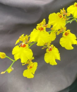 Oncidesa Gower Ramsey, The Dancing Lady Orchid, Rooted Plant Shipped in 2.5" Pot.