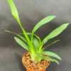 Oncidium Gold Dust, Miniature Orchid, Plant Shipped in 2.5" Pot