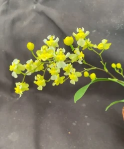 Oncidium Gold Dust, Miniature Orchid, Plant Shipped in 2.5" Pot