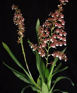Oncidium Pacific Pagan 'Kilauea', Orchid Plant Shipped in 2.5" Pot.