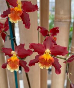 Oncidium Pacific Panache Fireside Fever Orchid Live Plant 2.5″ Pot | Vibrant Red & Gold Blooms