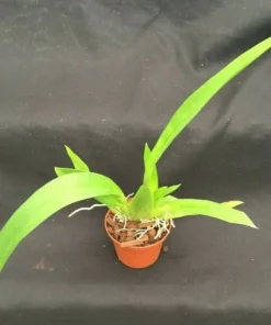 Oncidium Pacific Panache Fireside Fever Orchid Live Plant 2.5