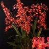 Oncidium Pacific Panache Fireside Fever Orchid Live Plant 2.5" Pot | Vibrant Red & Gold Blooms