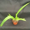 Oncidium Pacific Panache 'Fireside Fever' Orchid Plant shipped in 2.5" Pot