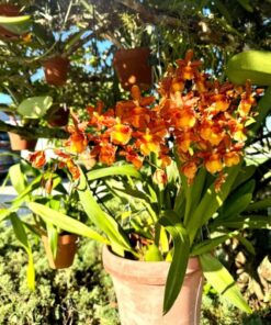 Oncidium Pacific Panache Fireside Fever Orchid Live Plant 2.5″ Pot | Vibrant Red & Gold Blooms