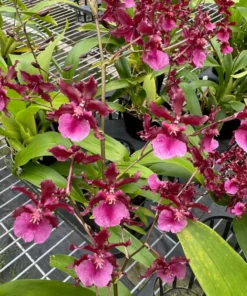 Oncidium Sharry Baby 'Red Fantasy' Orchid - Fragrant Red Blooms, 2.5" Pot, Chocolate Scent