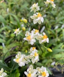 Oncidium Twinkle ‘Fantasy’ Miniature Orchid, Shipped in 2.5″ Pot