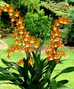 Oncostele Catatante 'Kilauea Karma' Oncidium Type Orchid Plant Shipped in 3" Pot