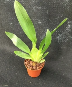 Oncostele Catatante 'Kilauea Karma' Oncidium Type Orchid Plant Shipped in 3" Pot