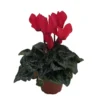Optimized Title: Red Persian Violet Cyclamen Live Plant in 2.5" Pot – Blooming Indoor Plant - Red Cyclamen Plant
