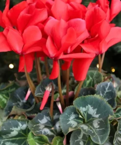 Optimized Title: Red Persian Violet Cyclamen Live Plant in 2.5