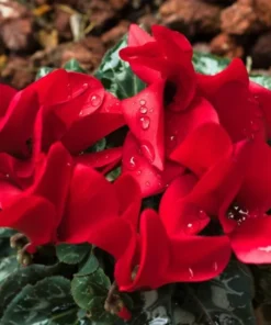 Optimized Title: Red Persian Violet Cyclamen Live Plant in 2.5