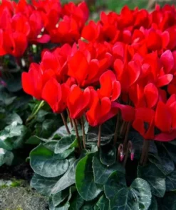 Optimized Title: Red Persian Violet Cyclamen Live Plant in 2.5