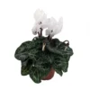 Optimized Title: White Cyclamen Live Plant in 2.5" Pot – Indoor Blooming Plant - Cyclamen Flower Plant