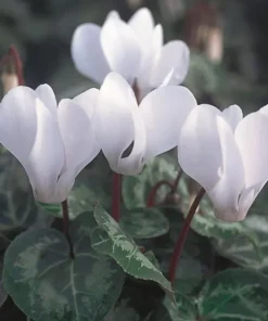 Optimized Title: White Cyclamen Live Plant in 2.5" Pot – Indoor Blooming Plant - Cyclamen Flower Plant