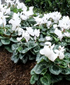 Optimized Title: White Cyclamen Live Plant in 2.5