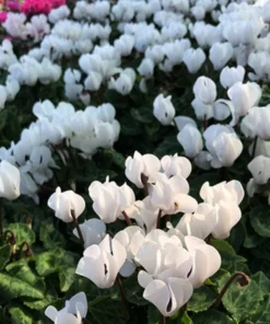Optimized Title: White Cyclamen Live Plant in 2.5