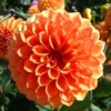 Orange Dahlia Seeds, 20 Seeds