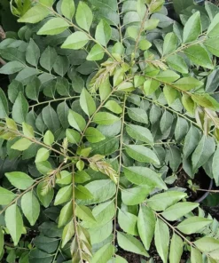 Organic Curry Leaf Plant – 12-14 Inch, Healthy Herb in Half-Gallon Pot