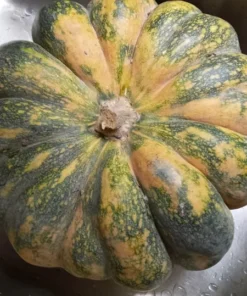 Ozark C. moschata Grex Winter Squash - Insect-Resistant Open-Pollinated (30 seeds)