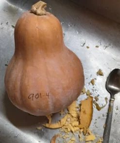 Ozark C. moschata Grex Winter Squash - Insect-Resistant Open-Pollinated (30 seeds)