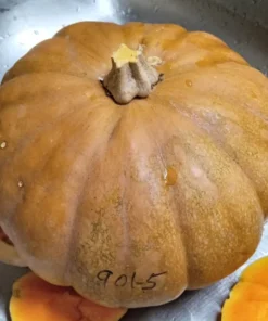 Ozark C. moschata Grex Winter Squash - Insect-Resistant Open-Pollinated (30 seeds)