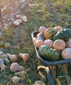 Ozark C. moschata Grex Winter Squash - Insect-Resistant Open-Pollinated (30 seeds)