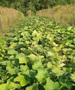 Ozark C. moschata Grex Winter Squash - Insect-Resistant Open-Pollinated (30 seeds)