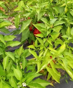 Peace Bell Sweet Pepper Open-pollinated (30 Seeds)