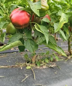 Peace Bell Sweet Pepper Open-pollinated (30 Seeds)