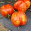 Pepper Tomato Heirloom Tomato Seeds (30 Seeds)