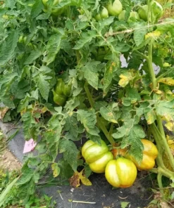 Pepper Tomato Heirloom Tomato Seeds (30 Seeds)