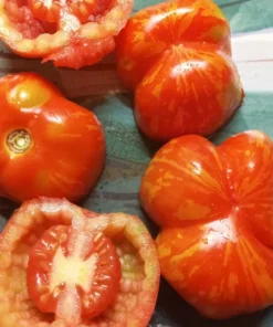 Pepper Tomato Heirloom Tomato Seeds (30 Seeds)