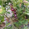 Perfection in Pink Cherry Tomato Seeds