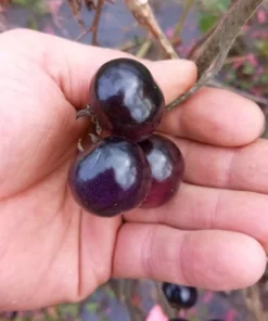 Perfection in Pink Cherry Tomato Seeds
