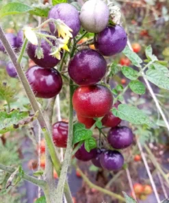 Perfection in Pink Cherry Tomato Seeds