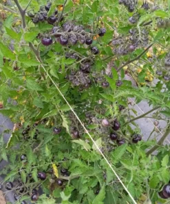 Perfection in Pink Cherry Tomato Seeds