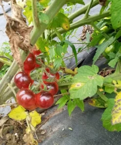 Perfection in Pink Cherry Tomato Seeds