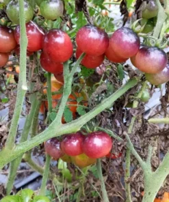 Perfection in Pink Cherry Tomato Seeds