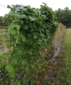 Pine Mountain Greasy Bean Heirloom Seeds