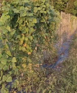 Pine Mountain Greasy Bean Heirloom Seeds