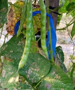 Pine Mountain Greasy Bean Heirloom Seeds