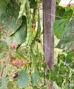 Pine Mountain Greasy Bean Heirloom Seeds