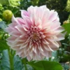 Pink Dahlia Seeds, 20 Seeds