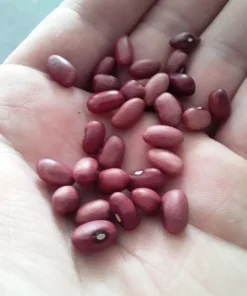 Pink Half-runner Bean (30 Seeds)