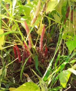Pink Half-runner Bean (30 Seeds)