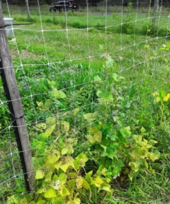 Pink Half-runner Bean (30 Seeds)