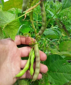 Pink Half-runner Bean (30 Seeds)