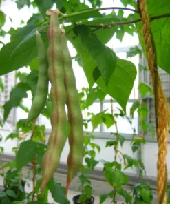 Pink Half-runner Bean (30 Seeds)