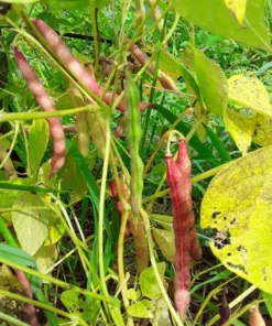 Pink Half-runner Bean (30 Seeds)